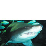 Scuba Diving with Sharks