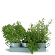Garden Trading Set of 3 Pots on Tray - Shutter Blue