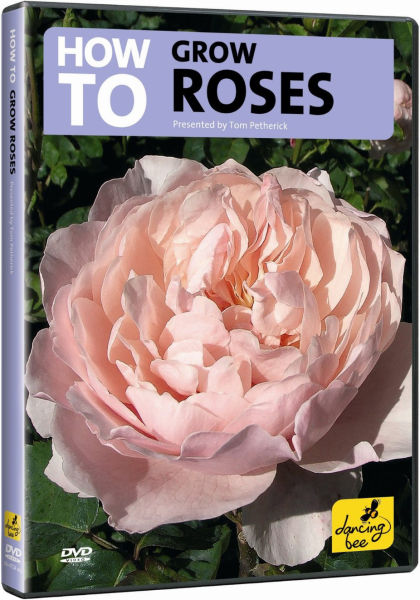 how to grow roses dvd zavvi how to grow roses dvd zavvi