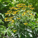 Rudbeckia Little Goldstar - 3L