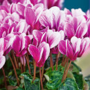 Cyclamen - Jumbo 6 Pack