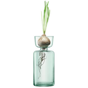 LSA Canopy Clear Vase/Bulb Planter - 20cm