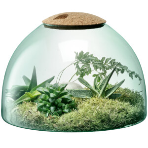 LSA Canopy Clear Closed Garden - 16.5cm