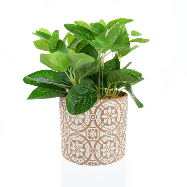 Leafy Plant in Terracotta Pot Homebase