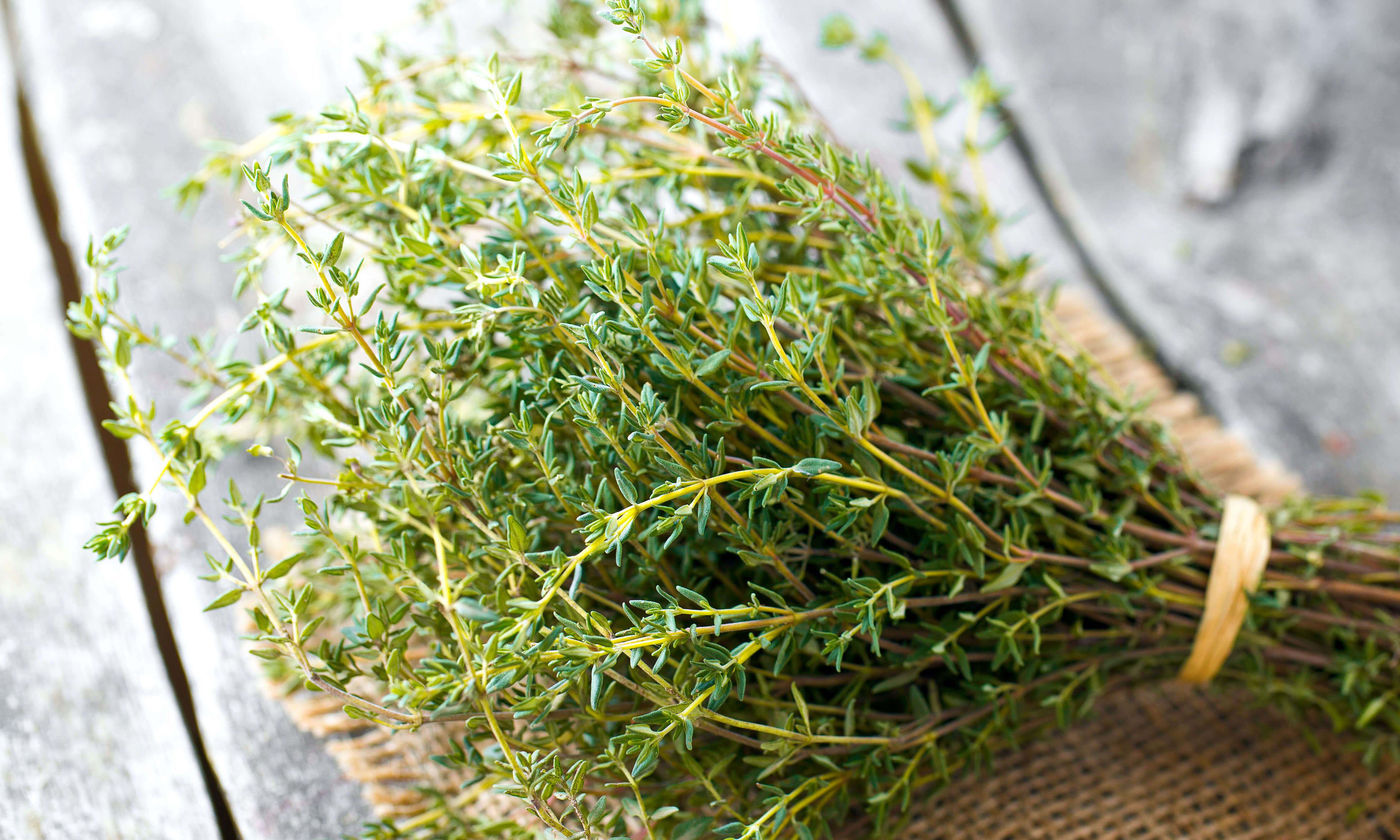 Thyme Oil Uses & Benefits
