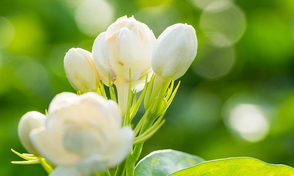 Ceras florales