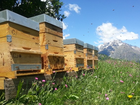 Beehives in the Vosages Mountains