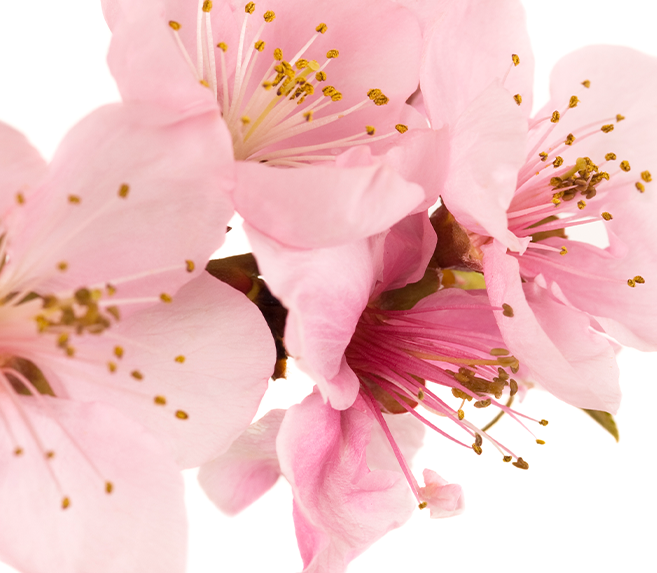 Peach Flower