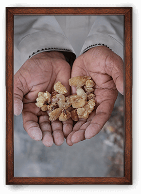 Frankincense ORIGIN: OMAN