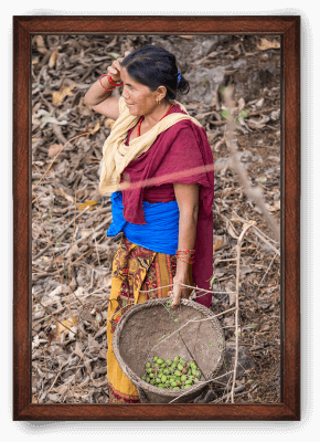 Ethically sourced, organic chiuri butter from Nepal