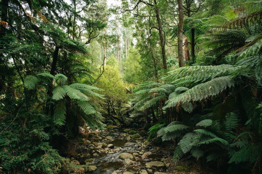 Image of a lush forest